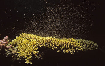 Reproducción sincronizada de corales en la Gran Barrera de Coral, Australia.