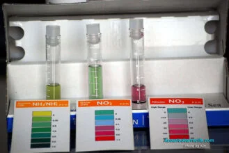 Chequeo del agua antes de la introducción de los payasos ocellaris