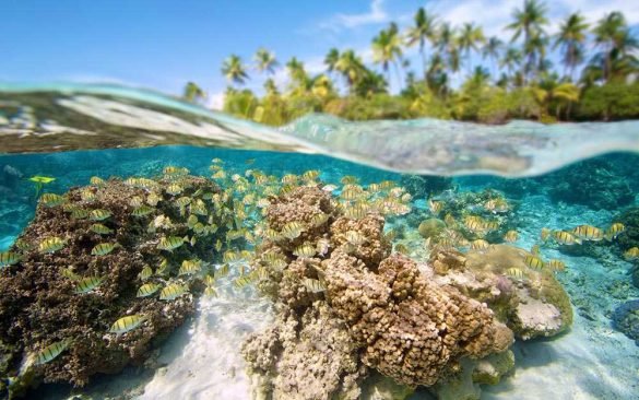 Movimiento del agua en los arrecife