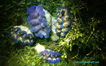 Almejas tridacna y algas calcáreas halimeda