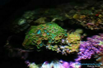 Zoantidos iluminados con una fuente de iluminación LED de 15000K 