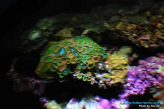 Zoantidos iluminados con una fuente de iluminación LED de 15000K 