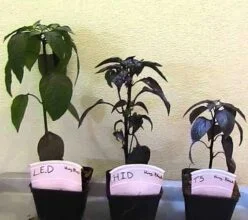 LED vs Haluro MetƔlico