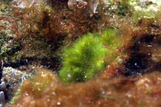 Algas filamentosas en acuarios marinos
