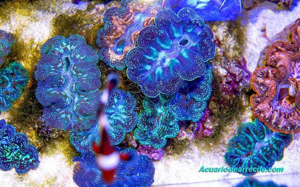 Control de nutrientes en un acuario de arrecife