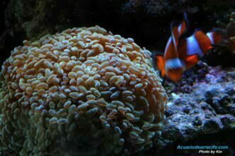 Coral martillo o euphyllia ancora