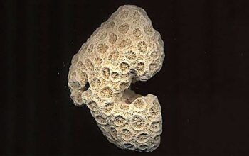 Coral petrificado con estructuras internas de baja densidad