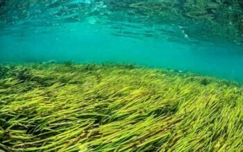 Corriente lineal de la marea