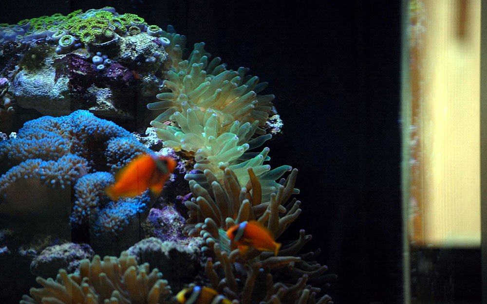 importancia de la iluminación en un acuario de arrecife
