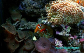introducción al acuario de arrecife