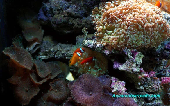introducción al acuario de arrecife