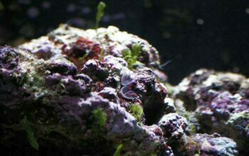 Introducción de rocas vivas en acuario de arrecife