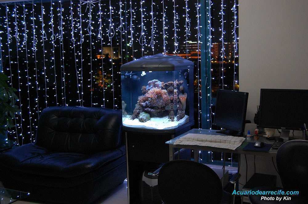 Maduración del acuario durante el 1er mes