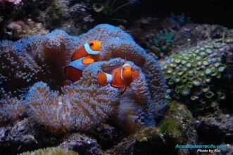 Introducción de payasos ocellaris y clarkii al segundo mes