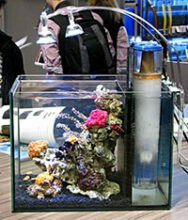 Pico reef