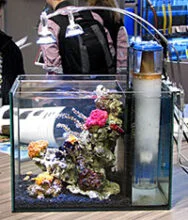 Pico reef