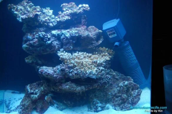 Proceso de curación de rocas vivas
