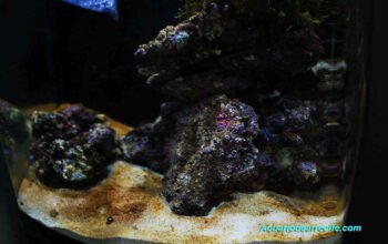 Control de silicato y diatomeas en el acuario