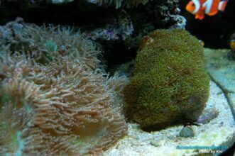 Aparición de tentáculos barrenderos en corales duro