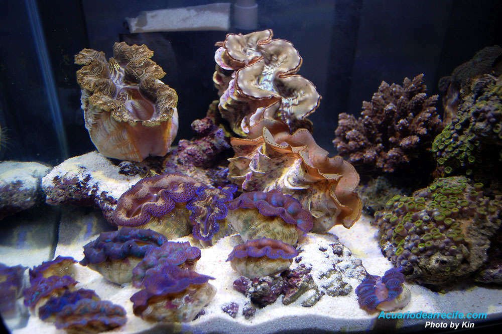 Aclimatación de peces e invertebrados