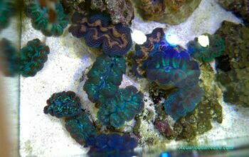 Almejas gigantes o almejas tridacna y maxima en acuario de cuarentena
