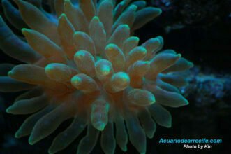 Anémona burbuja verde limón