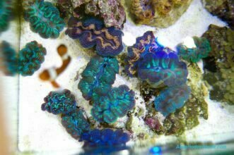 Vista aérea del acuario con la coloración de las almejas gigantes o tridacnas bajo una iluminación LED de 30W