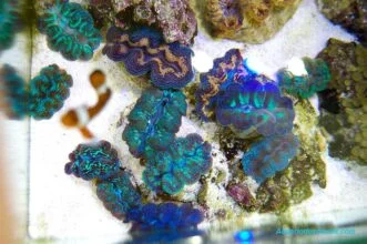 Vista aérea del acuario con la coloración de las almejas gigantes o tridacnas bajo una iluminación LED de 30W