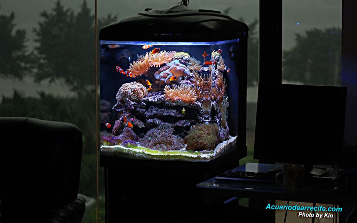 Cuarto mes de maduración en un acuario de arrecife