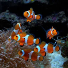 Introducción de 8 peces payasos ocellaris en el tercer mes