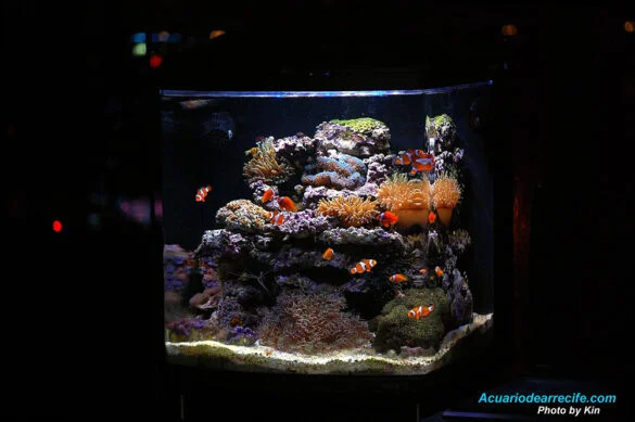 Mantenimiento en un acuario de arrecife - 5to mes