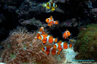 Tercer mes de maduración en un acuario de arrecife