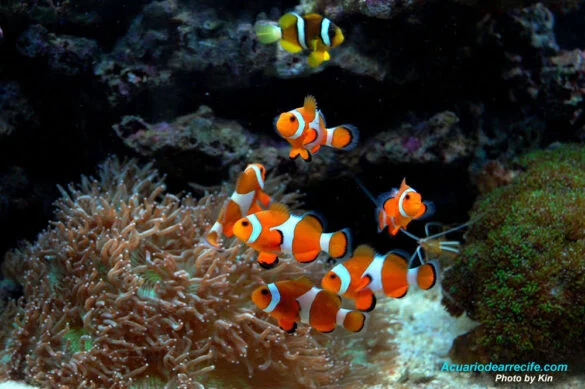 Tercer mes de maduración en un acuario de arrecife
